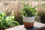 Ombre rust Planter