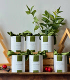 Christmas Candle Collection - Coconut Soy Wax Candle: Sleigh Ride / Granite 10oz